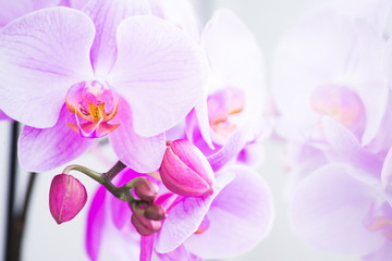 Flowers. Orchids pink. White background