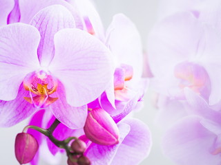 Naklejka na ściany i meble Flowers. Orchids pink. White background
