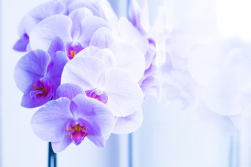 Flowers. Orchids lilac. White background