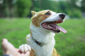 Friendly smart dog giving his paw close up