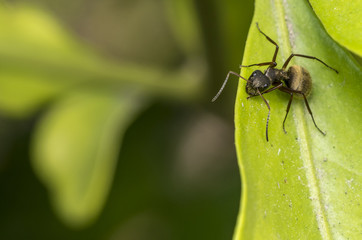 Black carpenter ant on a leaf