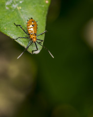 Genus zelus or assassin orange bug hanging on a leaf