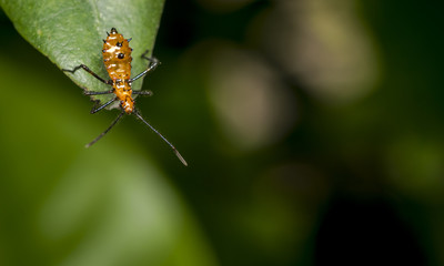 Genus zelus or assassin orange bug hanging on a leaf