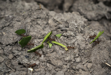 Ants carrying leaf parts to their nest