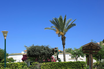 Ogrodnik przycina drzewko nożycami w pięknym ogrodzie hotelu, Rodos w Grecji. - obrazy, fototapety, plakaty