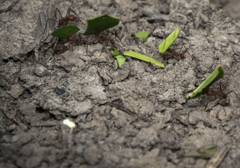 Ants carrying leaf parts to their nest
