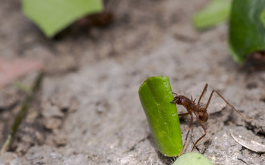 Ant carrying leaf parts to its nest