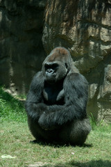 Naklejka premium Gorilla