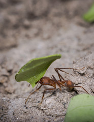 Ant carrying leaf parts to its nest