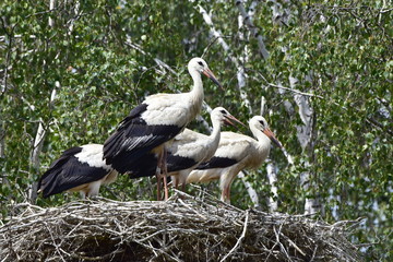 family of white storks in village Biskupice in Czech republic,waiting for mother arrival