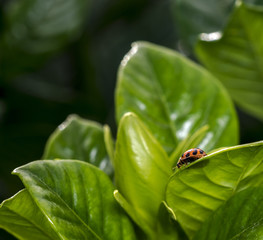 Fototapeta premium Spotted orange ladybug on a leaf