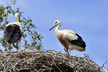family of white storks in village Biskupice in Czech republic