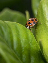 Spotted orange ladybug on a leaf