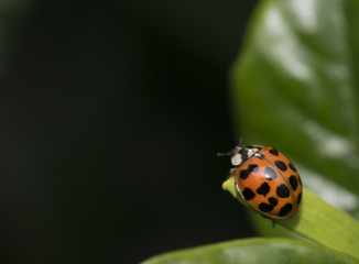 Spotted orange ladybug on a leaf