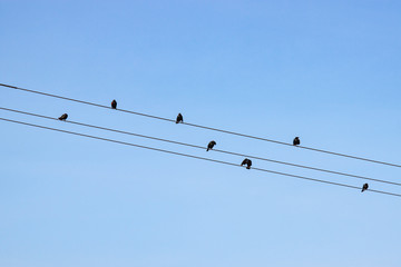Birds on Wires Against Blue Sky
