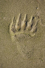 Grizzly Bear (Ursus arctos horribilis) foot print tracks in the mud
