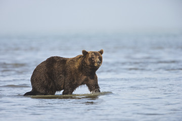 Grizzly Bear (Ursus arctos horribilis) fishing for salmon (silver or 'coho' salmon), Lake Clark NP, Cook Inlet, Alaska