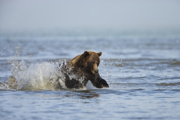 Grizzly Bear (Ursus arctos horribilis) fishing for salmon (silver or 'coho' salmon), Lake Clark NP, Cook Inlet, Alaska
