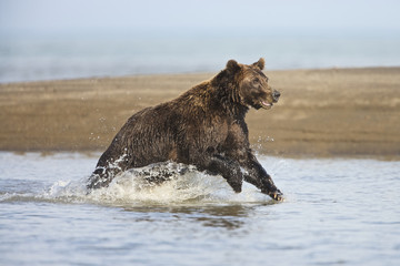 Grizzly Bear (Ursus arctos horribilis) fishing for salmon (silver or 'coho' salmon), Lake Clark NP,...