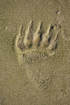 Grizzly Bear (Ursus Arctos Horribilis) Foot Print Tracks In The Mud