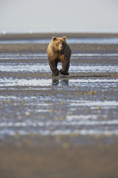 Grizzly Bear (Ursus arctos horribilis) fishing for salmon (silver or 'coho' salmon), Lake Clark NP, Cook Inlet, Alaska