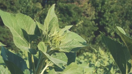 Field of young green sunflower plants. Agricultural landscape.
