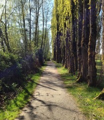 Obraz premium Nature Path