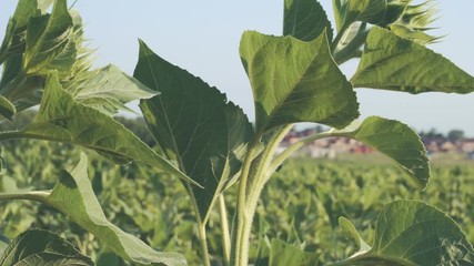 Field of young green sunflower plants. Agricultural landscape.
