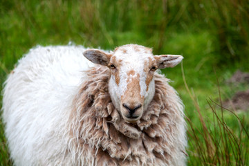 Sheep in the pasture