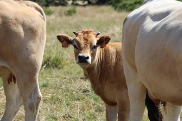 Obraz premium Veau d'Aubrac