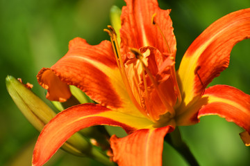 Close up of orange lily