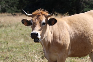Fototapeta premium Vache Aubrac