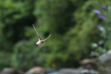Hirondelle en vol © Marc Andreu