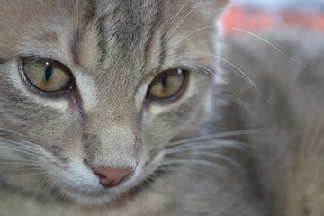 Obraz premium Chat tigré blanc