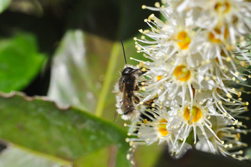 Honey bee collecting nectar on white flower, Honey Bee in flight in front of wild flowers
