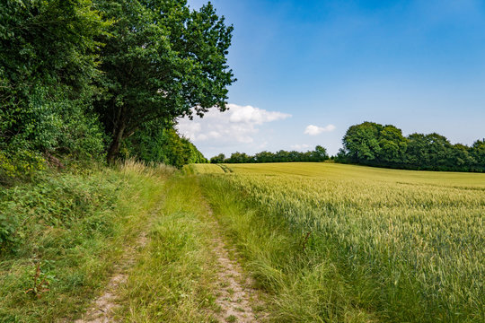 Field in the summer in Denmark