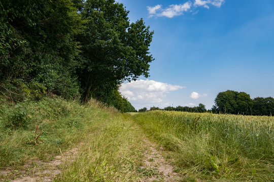 Field in the summer in Denmark