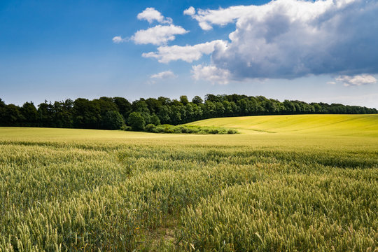 Field in the summer in Denmark