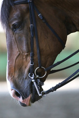 Hyper closeup of beautiful young racehorse