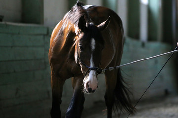 Young dressage horse under training in the old riding hall