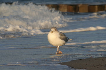 Möwe3