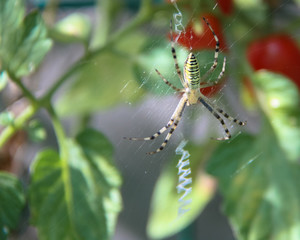 a yellow spider on a tomato plant