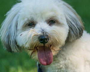 Coton de Tulear terrier dogs playing in a grassy park.