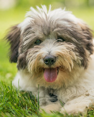 Naklejka na ściany i meble Coton de Tulear terrier dogs playing in a grassy park.