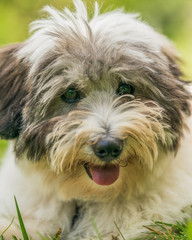 Coton de Tulear terrier dogs playing in a grassy park.