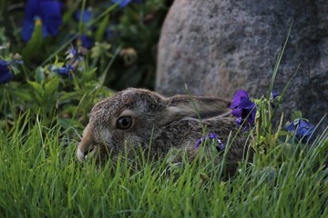 Naklejka premium süßer kleiner Hase liegt mit angelegten Ohren gut versteckt in einer Sasse im Gras, Feldhase, Lepus europaeus 