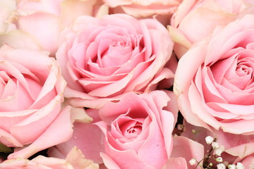 Fototapeta na wymiar Big pink roses