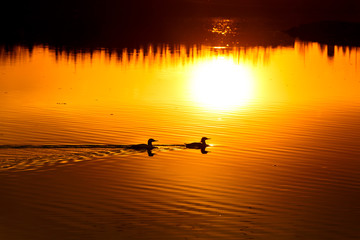 Bird swims the lake with gold sunset