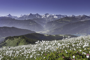 Alpenkette vom Gemmenalphorn - 164395811