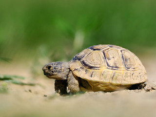 Spur thighed turtle (Testudo graeca) in natural habitat